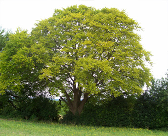 beech tree